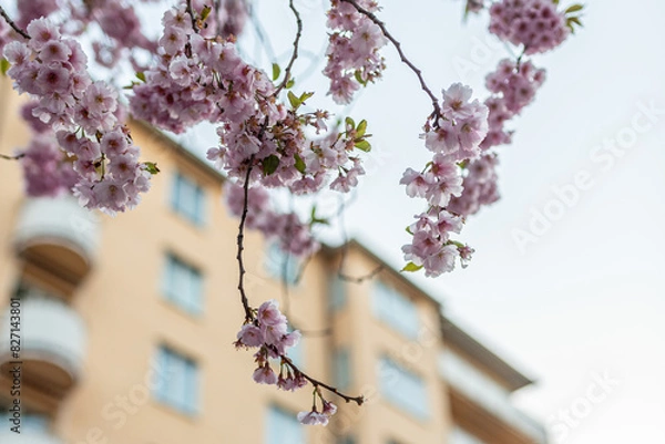 Fototapeta pink sakura blossom in spring