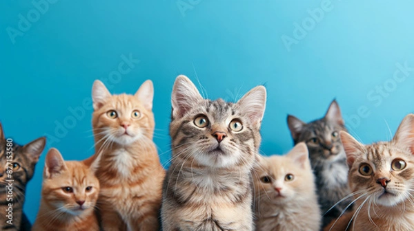 Fototapeta Weltkatzentag am 08. August Katzen schmusen isoliert blauer Hintergrund Generative AI
