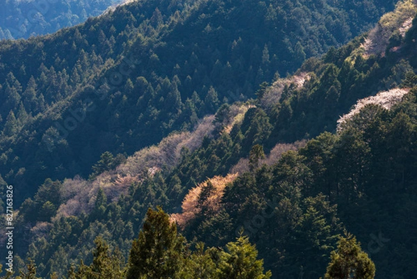 Fototapeta 桜が混じる山の木々