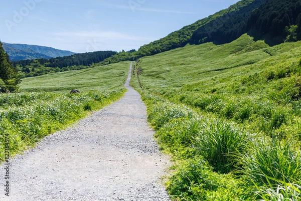 Fototapeta 初夏の草原