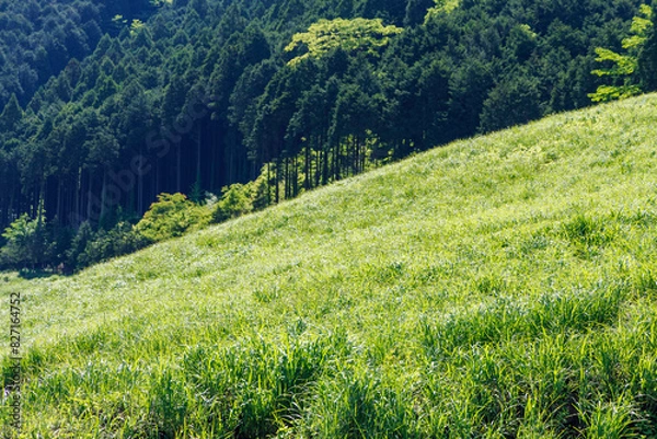 Obraz 初夏の草原