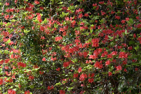 Fototapeta オンツツジ