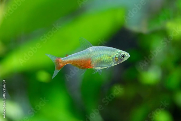 Obraz Red belly tetra - Aphyocharax rathbuni