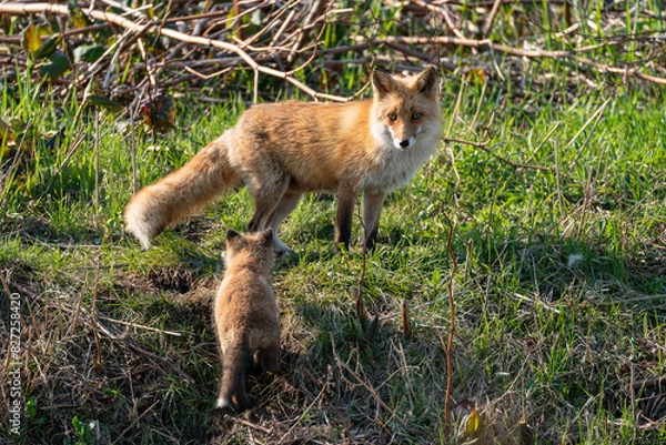 Obraz キタキツネ