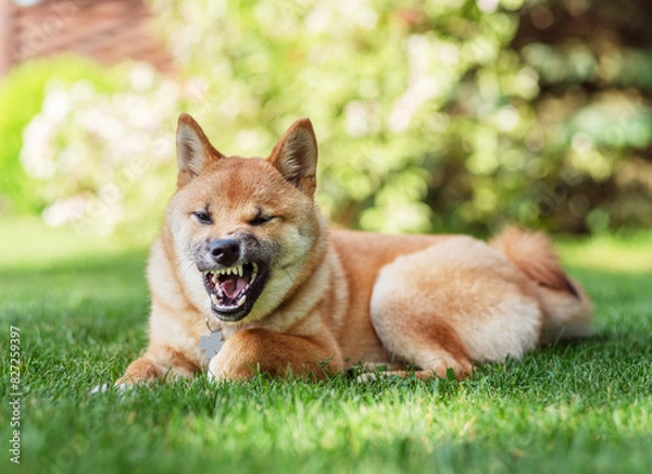 Fototapeta Portrait of funny Shiba Inu puppy lying in the grass in the garden. Blurred nature background.