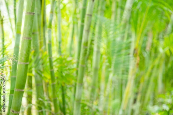 Fototapeta Bokeh green bamboo culms and leaves. Light green tropical summer pattern or background.