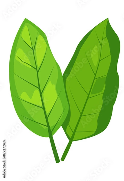 Fototapeta Simple elegant green leaf illustration on a transparent background. The leaf features prominent veins and a smooth gradient of green hues. Perfect for nature-themed designs and eco-friendly projects