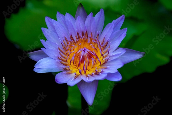 Obraz Purple Lotus