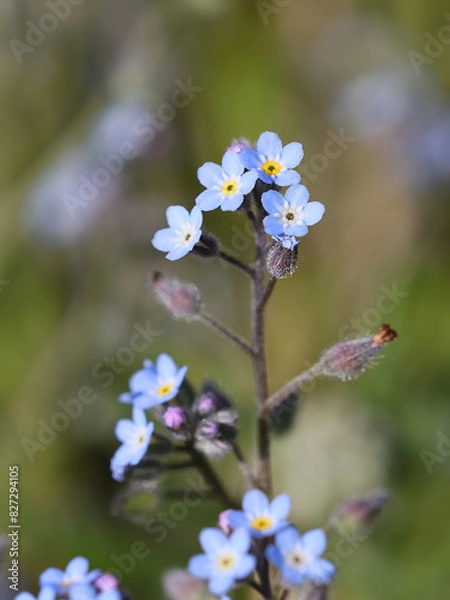 Fototapeta Field forget-me-not, Myosotis arvensis, also known as Common forget-me-not, wild flower from Finland