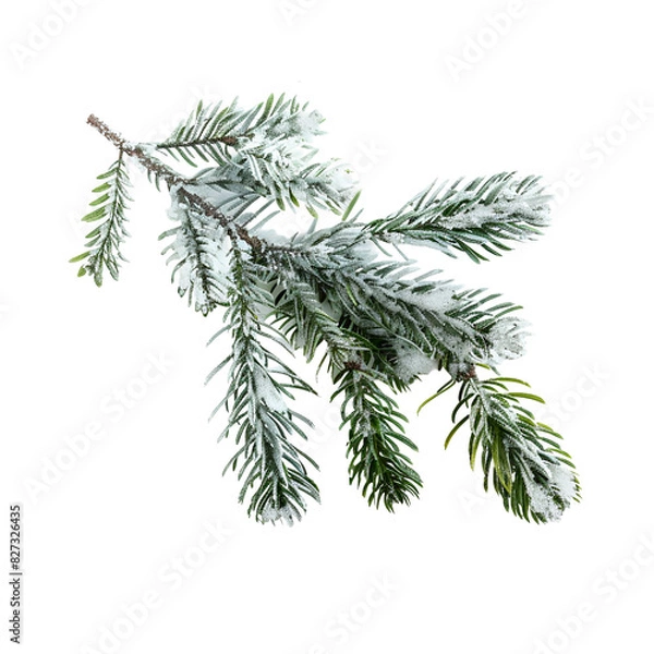 Obraz christmas tree branch with snow