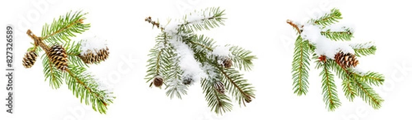 Obraz christmas tree branch with snow
