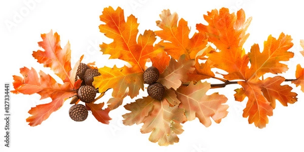 Obraz autumn maple leaves