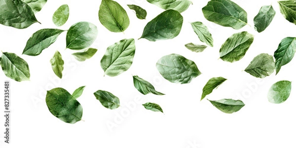 Obraz leaves isolated on white background