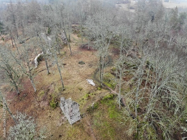 Obraz Trees in a moss