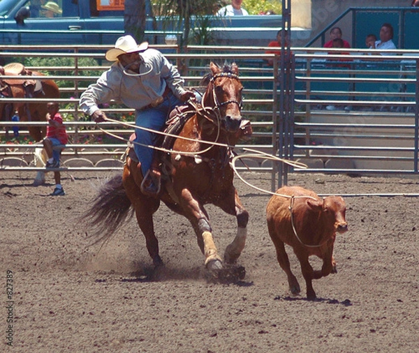 Obraz calf roping