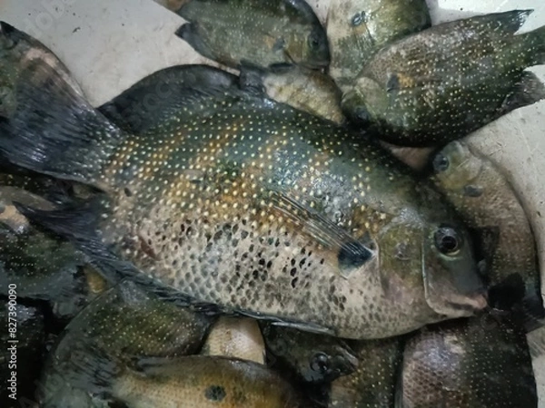 Fototapeta The green chromide is a species of cichlid fish that is native to fresh and brackish water habitats in some parts in India such as Kerala, Goa, Chilika Lake in Odisha and Sri Lanka.