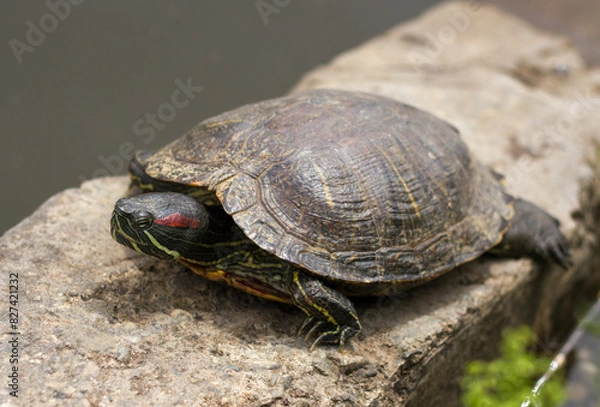 Fototapeta Pond slider (Trachemys scripta) resting in the sun