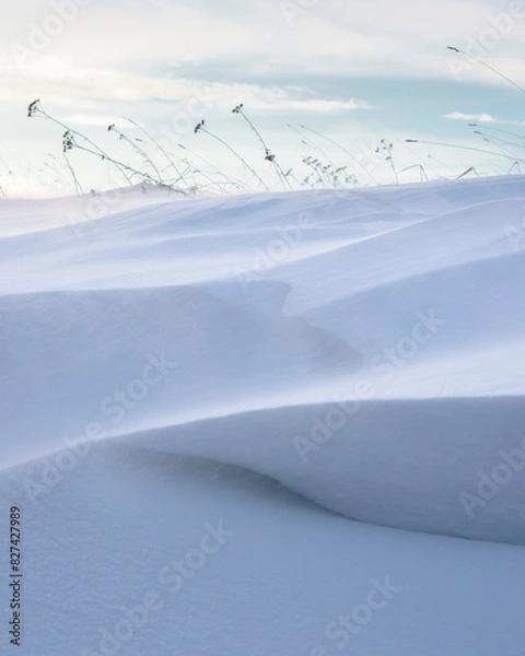 Fototapeta Snow-Covered Field with Windblown Grass
