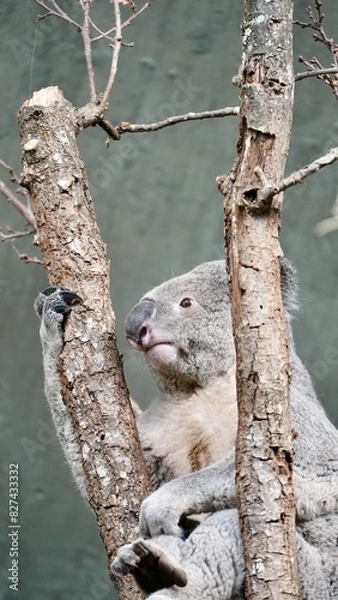 Obraz wachsamer Koala