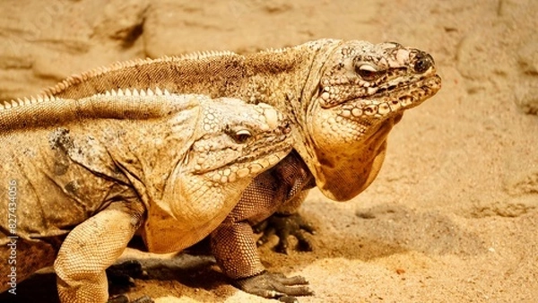 Obraz Australische Echsen