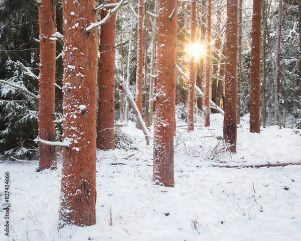 Fototapeta Sunlight Filtering Through Snowy Pine Trees