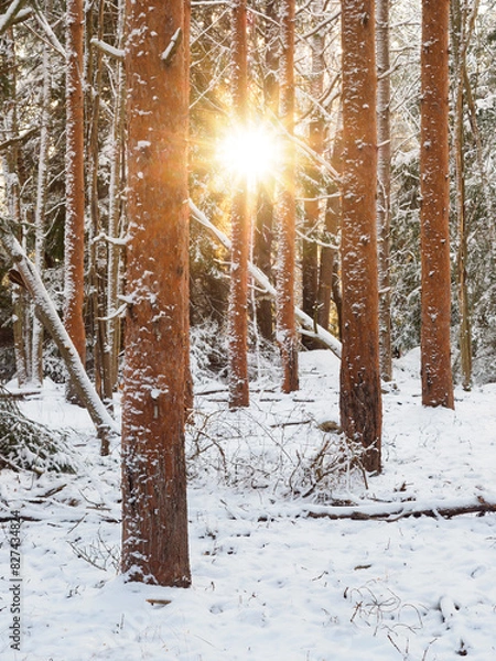 Fototapeta Sunlight Through Snow-Covered Pine Trees in Forest
