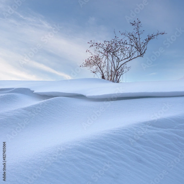 Fototapeta Red Berry Bush in Frozen Snow Field