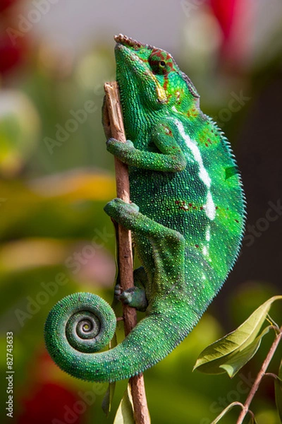 Fototapeta Chameleon - Sleeping - Reunion Island