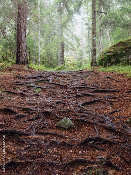 Fototapeta Forest Trail with Exposed Tree Roots