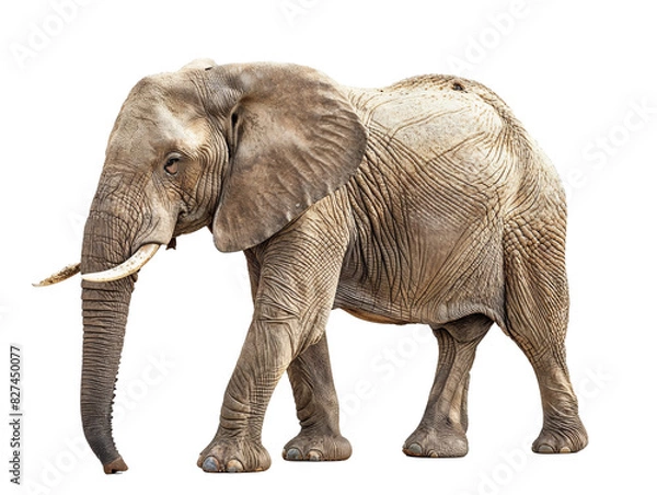 Obraz elephant isolated on white