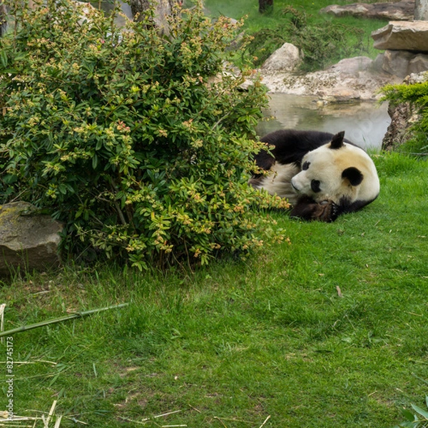 Fototapeta panda