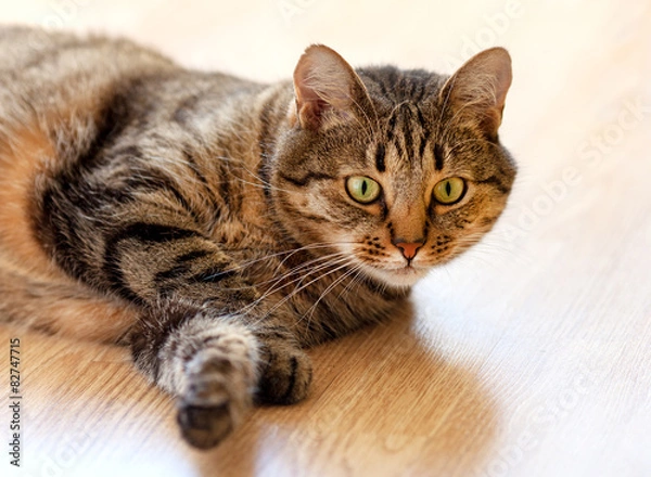 Obraz Tabby cat lying on the floor and looks