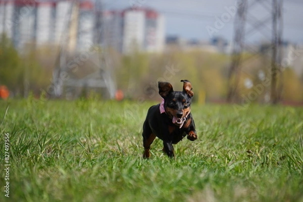 Obraz zwergpinscher portrait of a black dog