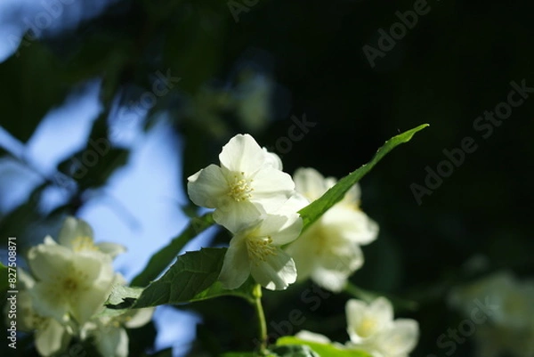 Obraz Spring white flower in bloom
