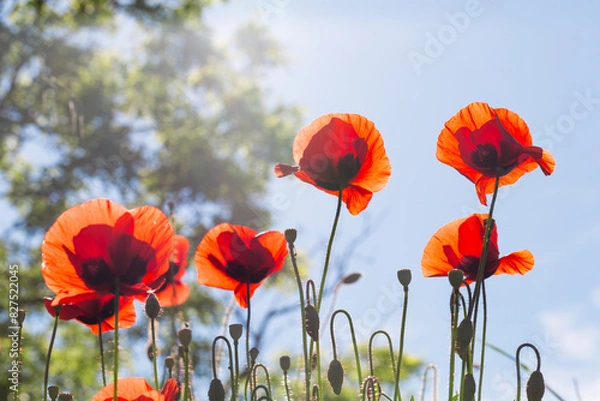 Fototapeta Meadow with beautiful bright red poppy flowers in spring. Field of Poppies in backlight with copy space. Beautiful poppy field, summer flowers.