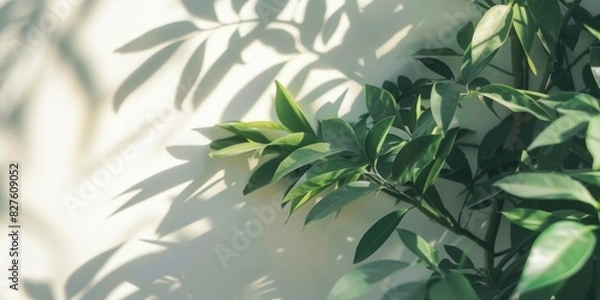 Fototapeta A leafy green plant casts a shadow on a white wall. The shadow is long and thin, stretching across the wall. The plant is lush and vibrant, and the shadow adds a sense of depth