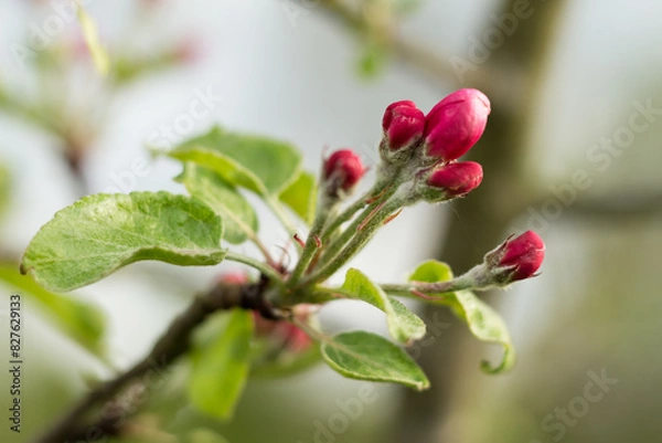 Fototapeta flower buds on an apple tree..