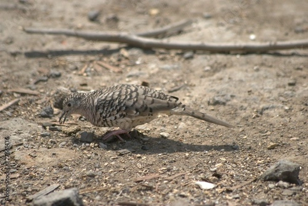 Fototapeta La variedad de aves es impresionante,desde las aves marinas como pelicanos,gaviotas y fragatas hasta guacamayas,gallinas,pajaros de varios tipos.