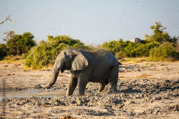 Fototapeta Elephants