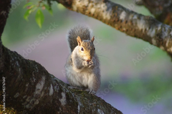 Obraz Squirrel 