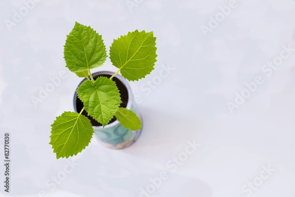 Fototapeta 
paulownia
