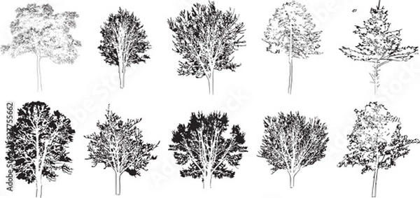 Fototapeta Minimal style cad tree line drawing, Side view, set of graphics trees elements outline symbol for architecture and landscape design drawing
