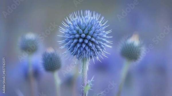 Obraz  A close-up of a single blue flower, surrounded by a blurred foreground of blue blooms