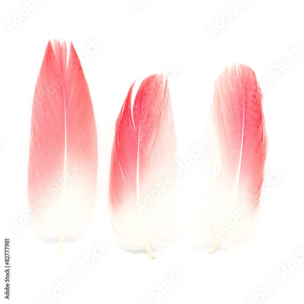 Obraz bird feathers isolated