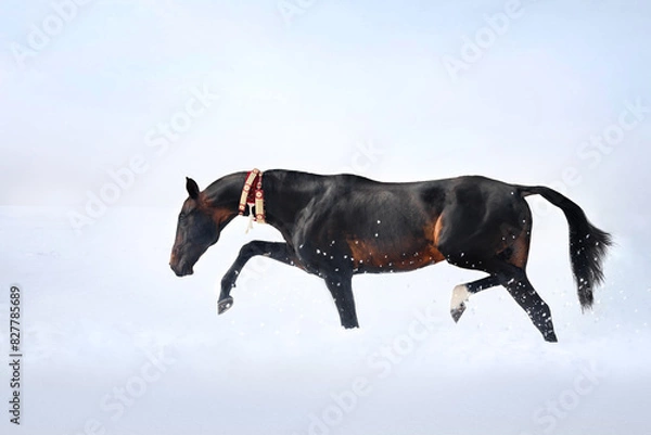Obraz horse in snow