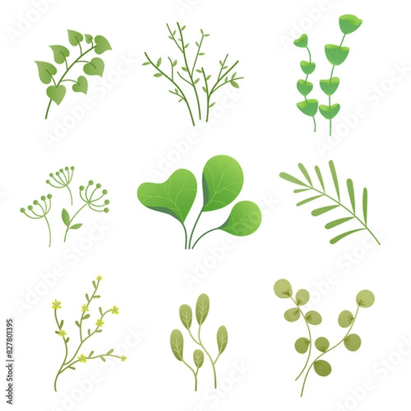 Fototapeta Leaf, Floral elements set, Set of branches with green leaves, Vector flat illustration isolated on white.
