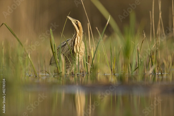 Fototapeta Bittern - Botaurus stellaris