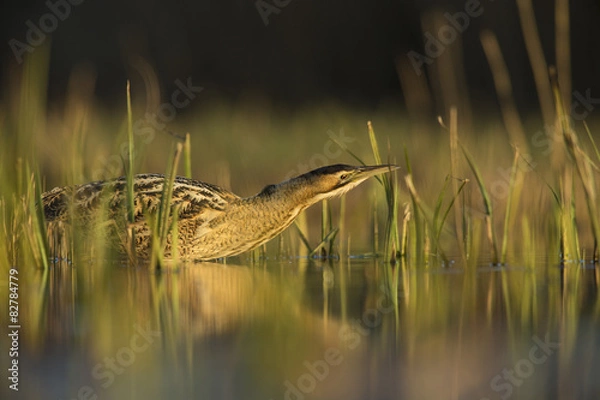 Fototapeta Bittern - Botaurus stellaris
