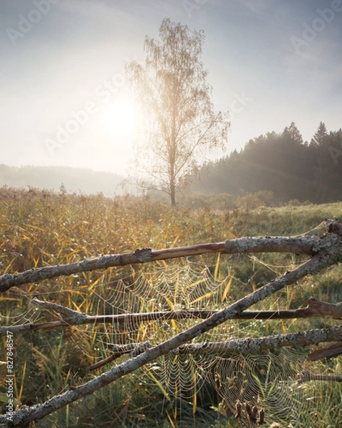 Fototapeta Spider Web on Branches in Misty Sunrise Field