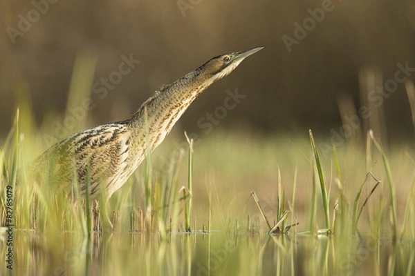 Fototapeta Bittern - Botaurus stellaris